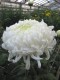 448?width=100&height=80&name=chrysanthem