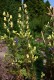 4495?width=100&height=80&name=aconitum-a