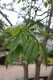 4501?width=100&height=80&name=aesculus-f