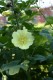 4507?width=100&height=80&name=alcea-rugo