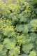 4510?width=100&height=80&name=alchemilla