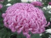 451?width=100&height=80&name=chrysanthem