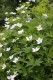 4525?width=100&height=80&name=anemone-ca