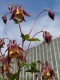 4528?width=100&height=80&name=aquilegia-