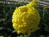 452?width=100&height=80&name=chrysanthem