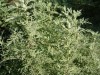 4530?width=100&height=80&name=artemisia-