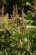 4539?width=100&height=80&name=astilbe-th