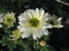 453?width=100&height=80&name=chrysanthem