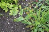 4548?width=100&height=80&name=bupleurum-