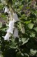 4554?width=100&height=80&name=campanula-