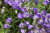 4555?width=100&height=80&name=campanula-