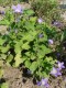 4556?width=100&height=80&name=campanula-