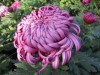 455?width=100&height=80&name=chrysanthem