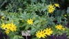 4560?width=100&height=80&name=coreopsis-