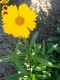 4561?width=100&height=80&name=coreopsis-