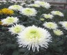 456?width=100&height=80&name=chrysanthem