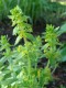 4570?width=100&height=80&name=cruciata-l