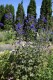 4574?width=100&height=80&name=delphinium