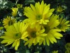 457?width=100&height=80&name=chrysanthem