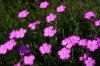 4584?width=100&height=80&name=dianthus-c