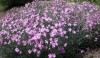 4586?width=100&height=80&name=dianthus-g