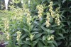 4590?width=100&height=80&name=digitalis-