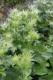 4598?width=100&height=80&name=eryngium-a