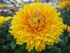 459?width=100&height=80&name=chrysanthem