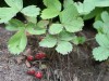 4613?width=100&height=80&name=fragaria-v