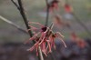 4620?width=100&height=80&name=hamamelis-