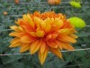 462?width=100&height=80&name=chrysanthem