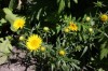 4634?width=100&height=80&name=inula-ensi