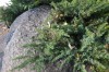 4639?width=100&height=80&name=juniperus-