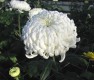 463?width=100&height=80&name=chrysanthem