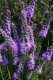 4656?width=100&height=80&name=liatris-pu