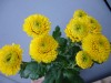 466?width=100&height=80&name=chrysanthem