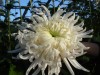 467?width=100&height=80&name=chrysanthem