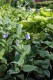 4686?width=100&height=80&name=mertensia-