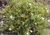 4688?width=100&height=80&name=minuartia-