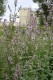 4698?width=100&height=80&name=nepeta-nud