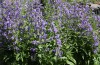 4699?width=100&height=80&name=nepeta-sib