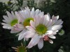 469?width=100&height=80&name=chrysanthem