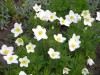 46?width=100&height=80&name=anemone-sylv