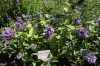 4700?width=100&height=80&name=nepeta-sub