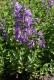 4702?width=100&height=80&name=nepeta-yun