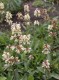 4709?width=100&height=80&name=penstemon-