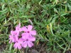 4717?width=100&height=80&name=phlox-amoe