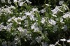 4719?width=100&height=80&name=phlox-subu