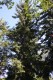 4729?width=100&height=80&name=picea-kora