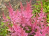 472?width=100&height=80&name=astilbe-chi